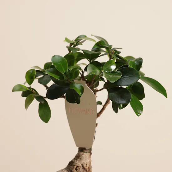 Exotic Ficus Ginseng Plant