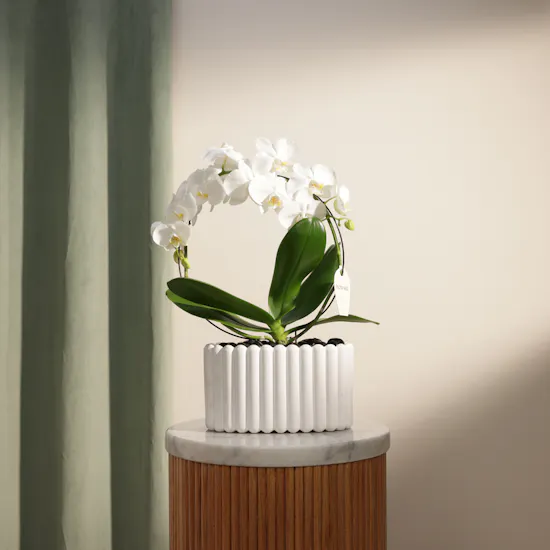 Father's Day Fancy White Infinity Circle Phalaenopsis Plant