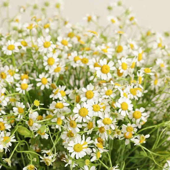 Spring Charm Chamomile Box