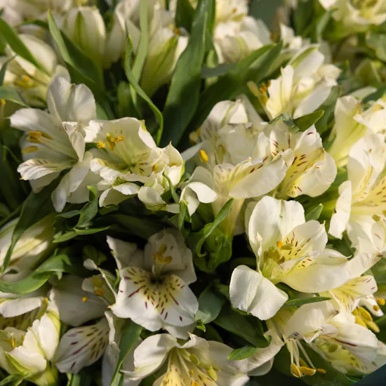 White Alstroemeria Charming Bouquet