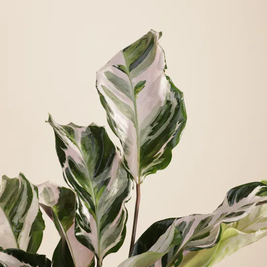 Soft Calathea Stella Plant