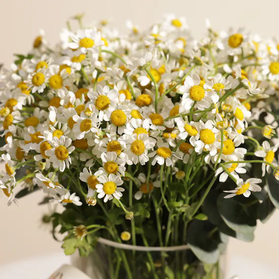 Abucci Founding Day Chocolate Box | Spring Chamomile Flower Vase