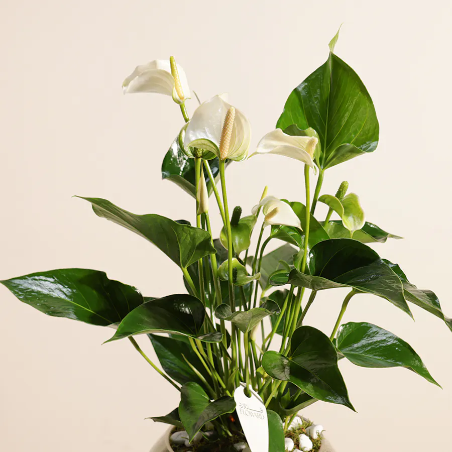 Anthurium Montana  5
