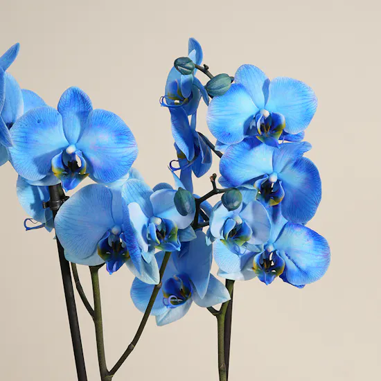 Charming Blue Orchid Plant