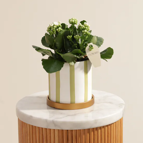 Charming White Kalanchoe Plant