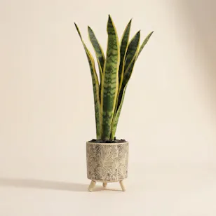 Sanseveria Snake Plant