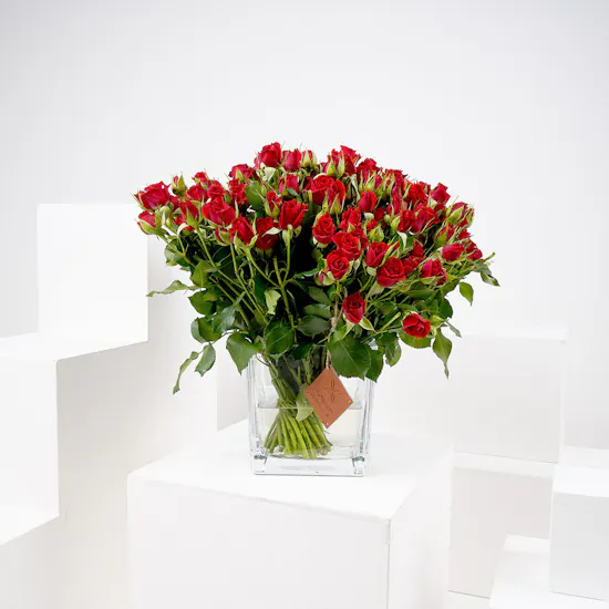 50 Baby Roses | Square Vase