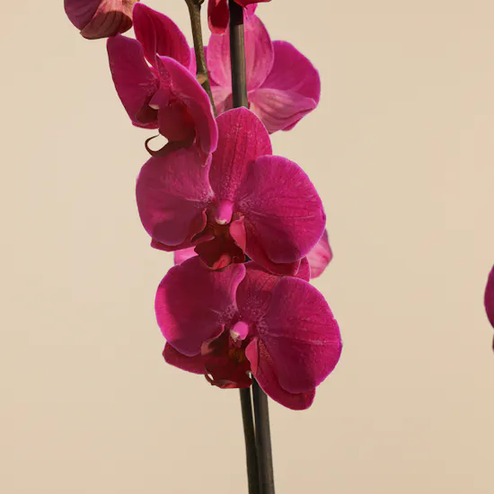 Fancy Purple Orchid Plant