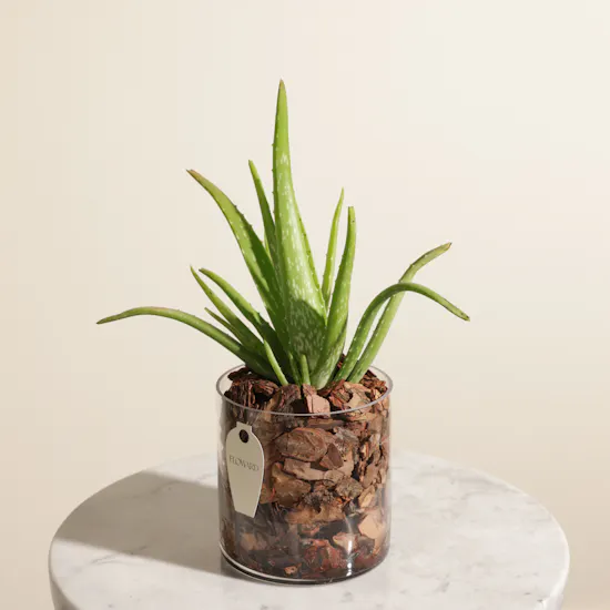 Fresh Aloe Vera Plant
