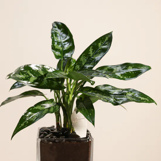 Aglaonema Plant