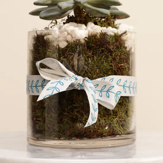 Green Echeveria Plant | Welcome Home Balloon