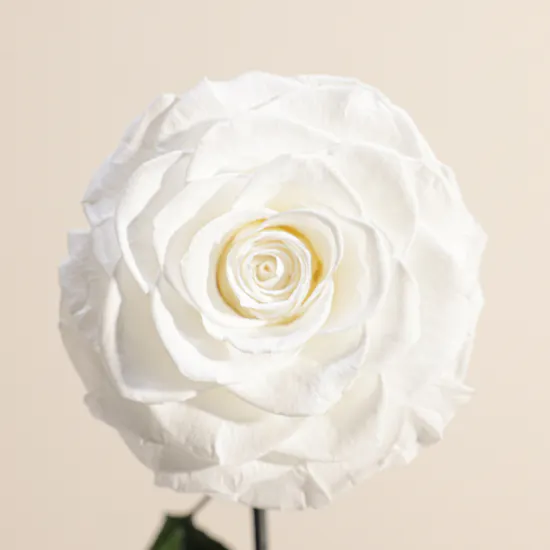 Charming Preserved White Rose | Glass Dome