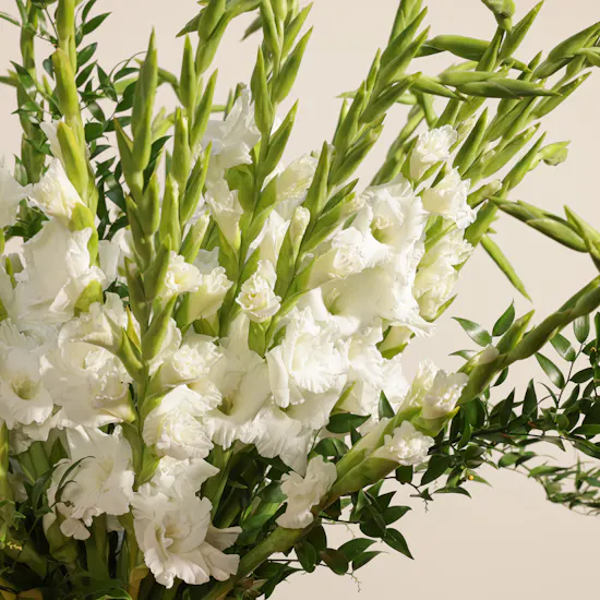 White Gladiolus | Glass Vase