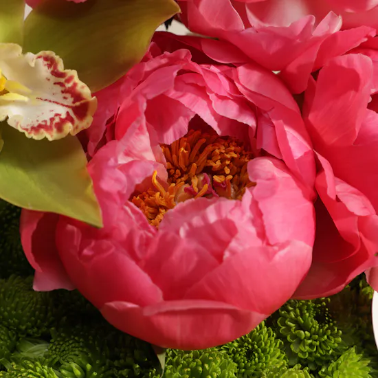 Peony Coral Charm Paradise