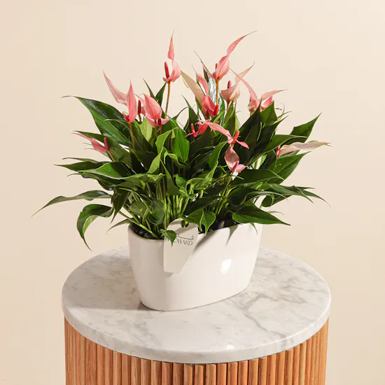 Anthurium lilli Pink