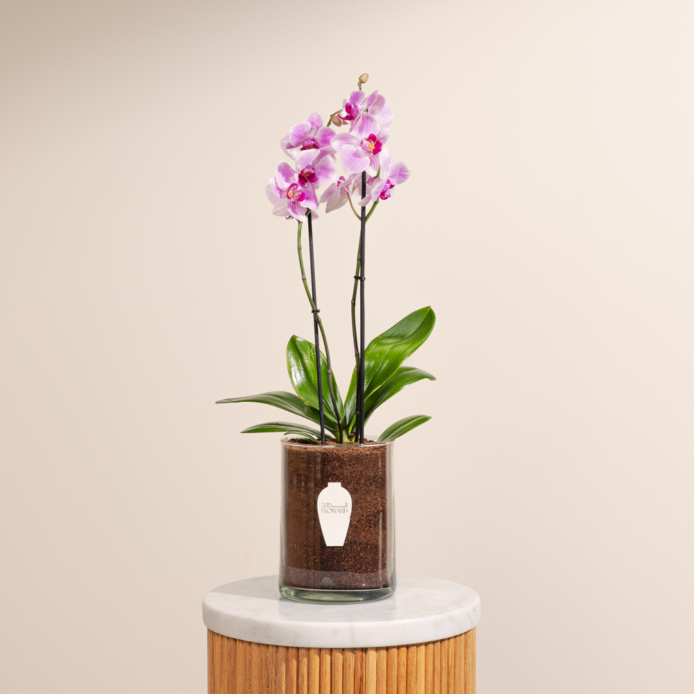 وعاء نبات الاوركيد  البنفسجي