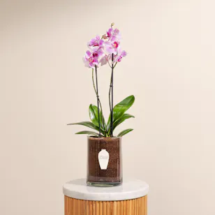 Light Purple Orchid Plant Pot