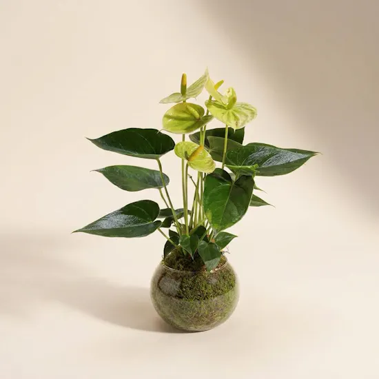 Anthurium Vanilla Plant