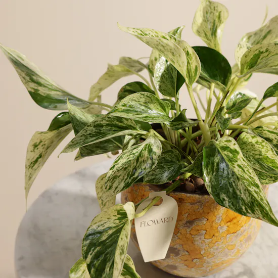 Stunning Green Epipremnum Plant