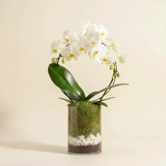 White Bow Orchid Plant | Glass Pot