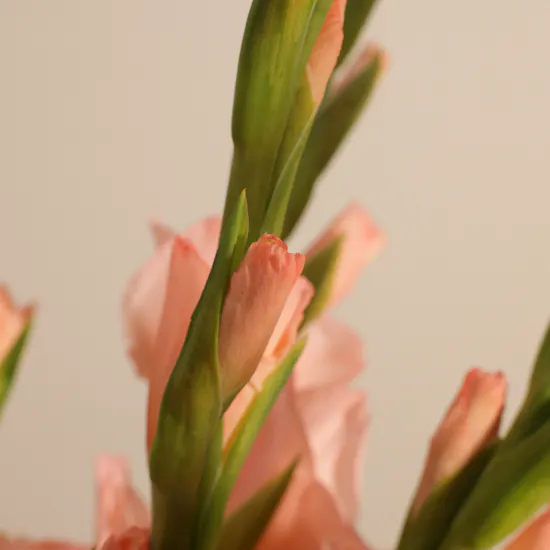 Sugar Babe Gladiolus Bouquet