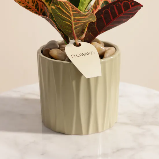 Glam Codiaeum Petra Palnt