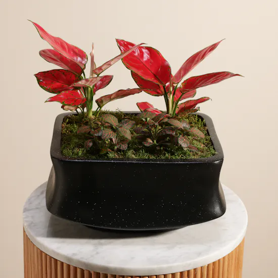 Chic Aglaonema Red Joy and Fittonia Plants