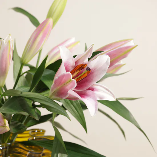 Whispering Pink Tulip Vase