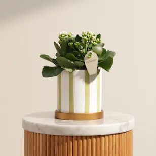 Charming White Kalanchoe Plant