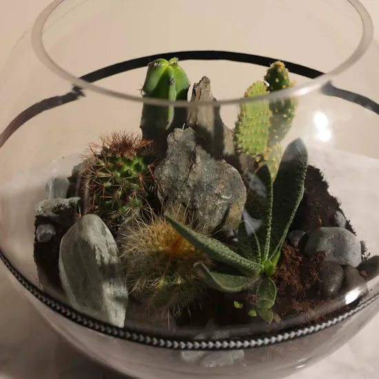 Desert Stones | Open Terrarium