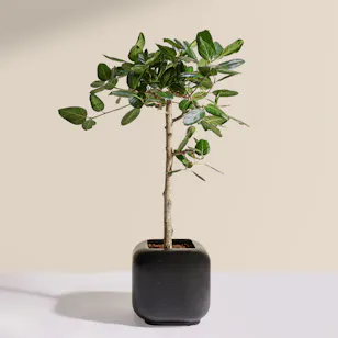 Soft Big Ficus Audrey Plant Soft Big Ficus Audrey Plant