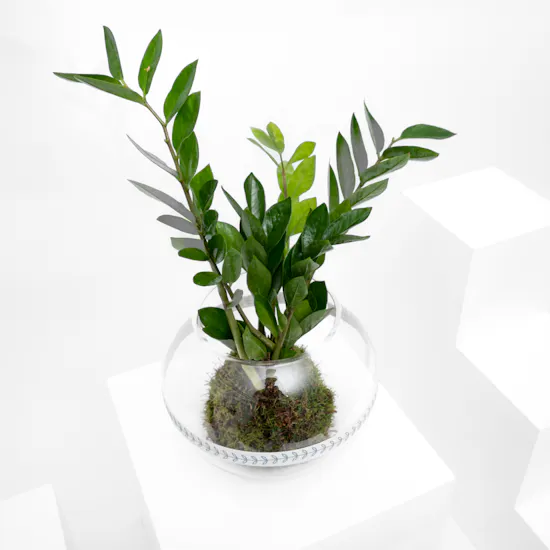 Green Zamia | Glass Bowl