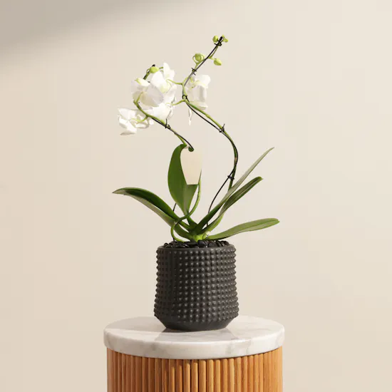 Majestic White Phalaenopsis Plant