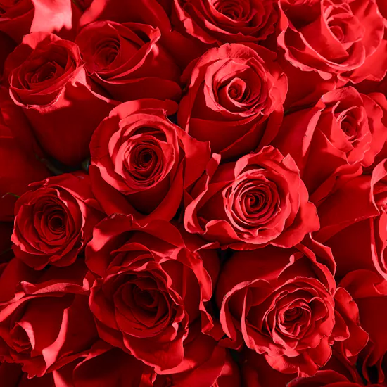 Dew of Loving Hearts Bouquet | 50 Roses