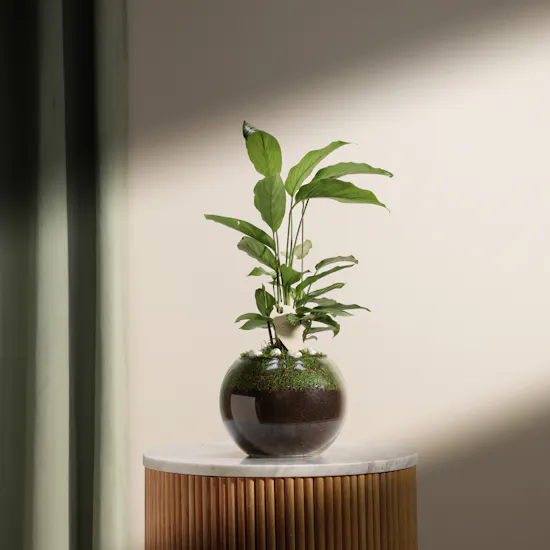 Elegant Calathea Vittata Plant