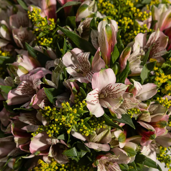 Enchanting Pink Alstroemeria Vase