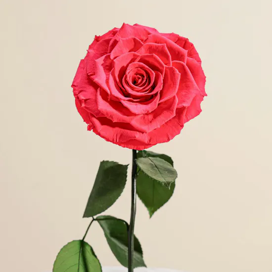 Fuschia Single Preserved Rose Dome