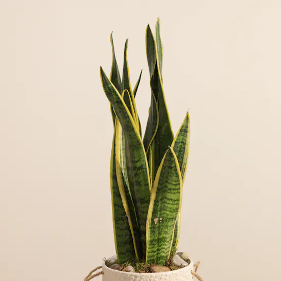 Magical Sansevieria Plant
