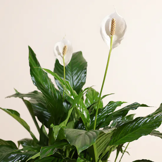 Spathiphyllum Pearl Plant