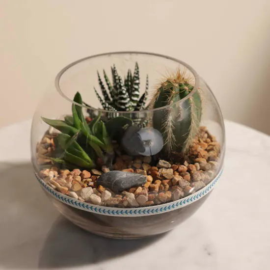 Cactus Open Terrarium Bowl