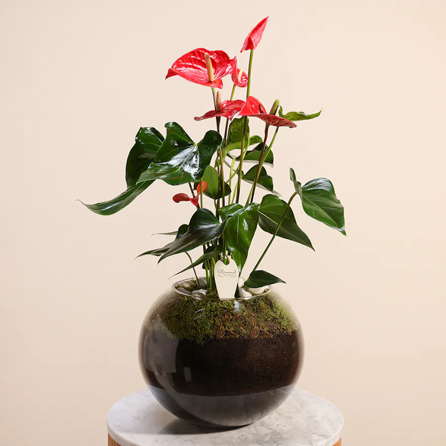 Red Anthurium | Glass Pot 3