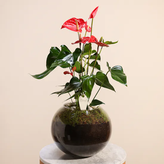 Red Anthurium | Glass Pot