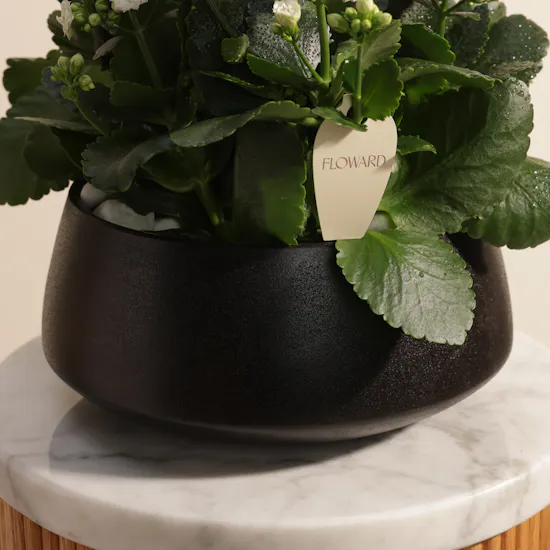 Elegant White Kalanchoe Plants Pot