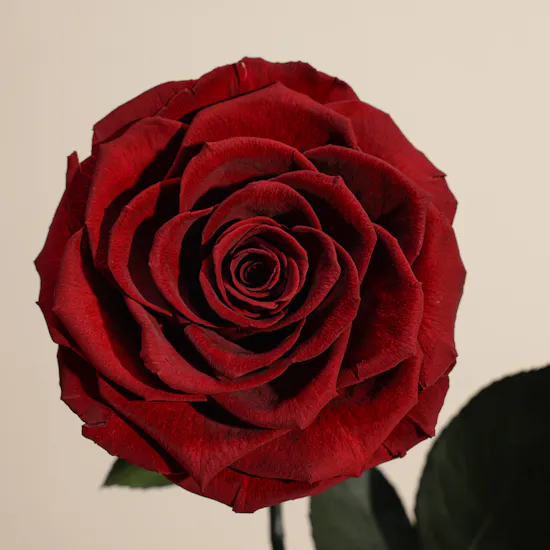 Dark Red Single Preserved Rose Dome