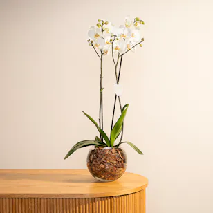 White Orchid Plant | Glass Pot