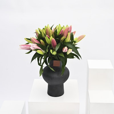 Pink Lilies | Black Vase