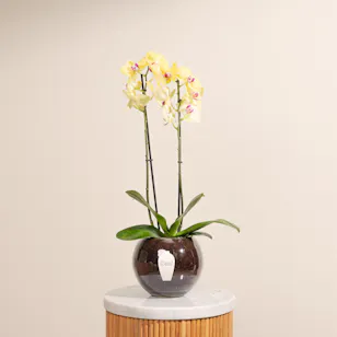 Yellow Orchid Plant Pot