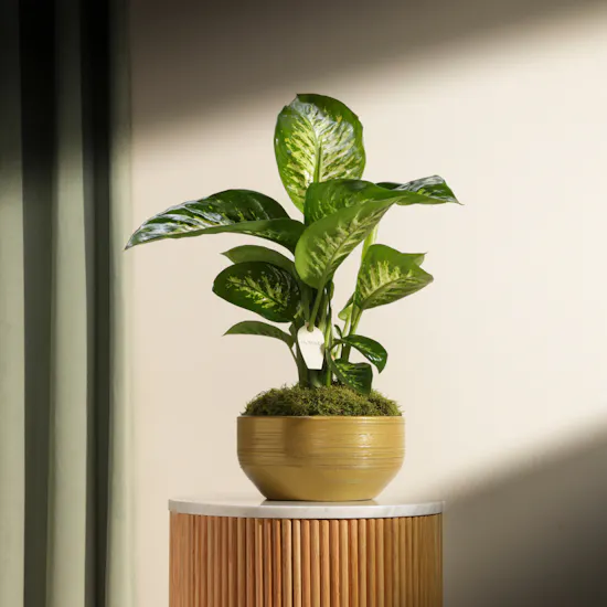 Green Dieffenbachia Plant
