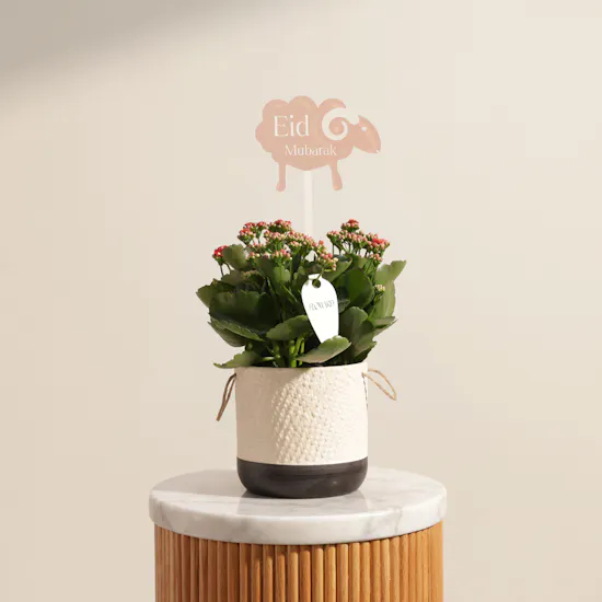 Elegant Eid Red Kalanchoe Plant