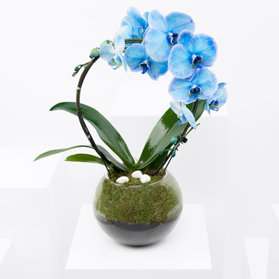 Amazing Blue | Vase